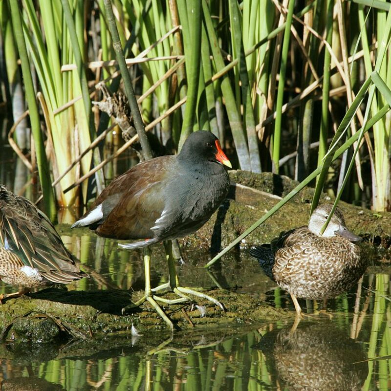 National Wildlife Day
