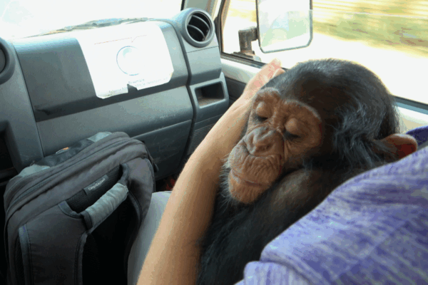 Jane Goodall Marathon 1