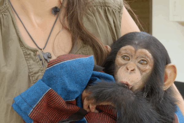 Jane Goodall Marathon 10