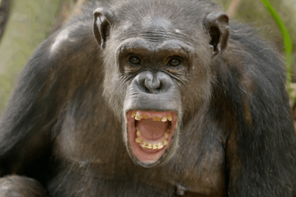 Jane Goodall Marathon 2